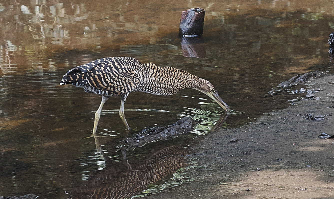 Juvenile Tiger Heron