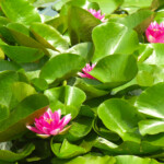 Vibrant Lilly flower and deep green Pads