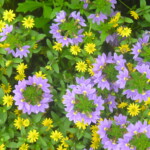 Rings of petals of the Scaevola aemula