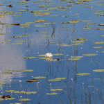 Savannas Preserve State Park, Jensen Beach, Florida