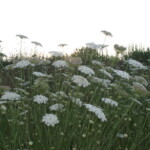 Wild Flowers at Sunrise on Shennecossett Golf Course