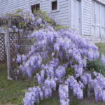 Wisteria in flower