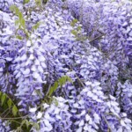Wisteria in flower