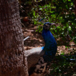 Peacock in the Palace Gardens, Malta