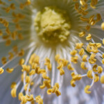 Anthers of the flower