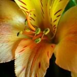 Lilly Anthers and petal display