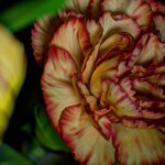 Verigated color red and yellow carnation