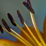 Closeup of Stamens on a Flower