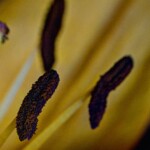 Stigma and stamens up close