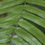 Vivid Green Under Canopy In Tortuguero National Park