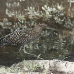 Juvenile Tiger Heron