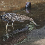 Juvenile Tiger Heron