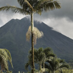 Palm Fruits foreground with Forest Covered Volcano