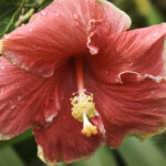 Rose pink ibiscus flower