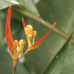 Nature's Beauty in Flowers