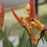 Heliconia psittacorum