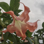 Brugmansia  Suaveolens? not sure.