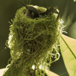 Nursing Humming Bird at Arenal Springs Hanging Bridges Park