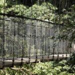 One of the hanging bridges in the park