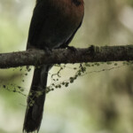 Turquoise-browed Motmot at Arenal Springs Hanging Bridges Park