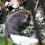 Coati at Arenal Hanging Bridges Park