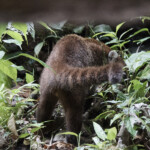 Coati at Arenal Hanging Bridges Park