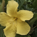 Yellow hibiscus flower