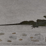 Basilisk Arenal Springs Spa Resort