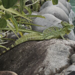 Basilisk Arenal Springs Spa Resort Hot Spring