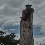 Vulture on a dead tree