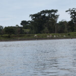 Cows grazing along the Tortguero canal