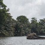 Along the Tortuguero canals