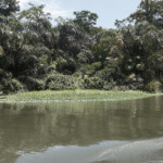 Typical forest and river trip to Tortuguero National Park