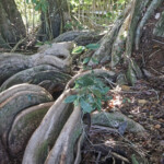 Forest roots from a primary tree