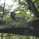 Green Basilisk Lizard in Tortuguero National Park