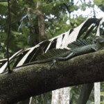 Green Basilisk Lizard in tortuguero national park