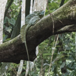 Green Basilisk Lizard in tortuguero national park