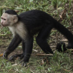 White-Headed Capuchin Monkey as part of the troup
