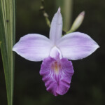 Orchid in the Forest