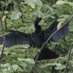 Drying Wings on the Tortuguero National Park