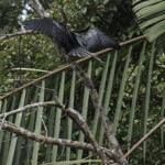 Drying Wings on the Tortuguero National Park