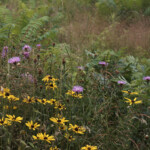 Haley Farm Spring 2016 - pasture wildflowers including Blackeyed Susans