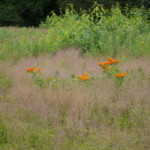 Haley Farm Spring 2016 - butterfly weed in a pasture
