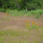 Haley Farm Spring 2016 - butterfly weed in a pasture