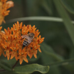 Haley Farm Spring 2016 - Butterfly weed polination