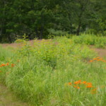 Haley Farm Spring 2016 - butterfly weed in a pasture