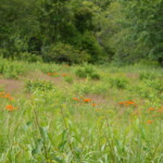 Haley Farm Spring 2016 - butterfly weed in a pasture