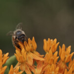 Haley Farm Spring 2016 - butterfly weed polination