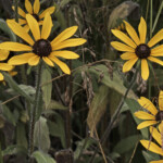 Haley Farm Spring 2016 - Black-eyed Susans in a pasture