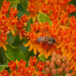 Haley Farm Spring 2016 - butterfly weed polination